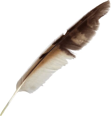 Feather Feathers Png Clipart Transparent Download Free Transparent