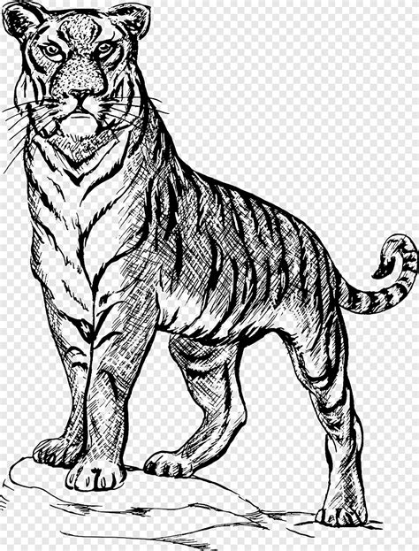 Bosquejo De Tigre Dibujo Arte Lineal Tigre Pintura De Acuarela