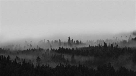 View Of The Misty Woods In Norway Premium Image By