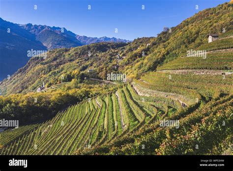 Valtellina Vineyard Hi Res Stock Photography And Images Alamy