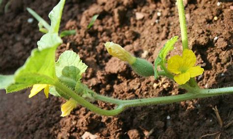 Growing Cantaloupe For A Summer Sweet Treat Epic Gardening