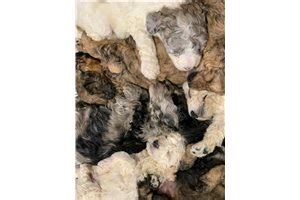 American goldendoodle is a top massachusetts goldendoodle breeder. Puppies for Sale from Charlotte, North Carolina Breeders