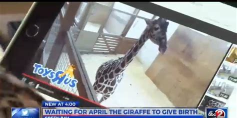 April The Giraffe Has Become An Internet Sensation
