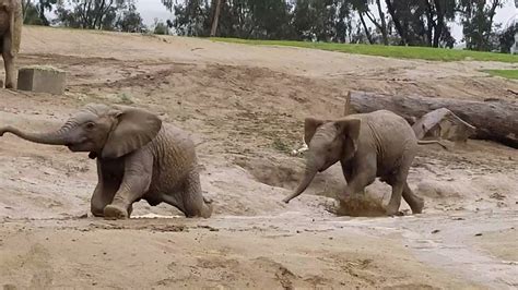 Baby Elephants Splash In The Mud Youtube
