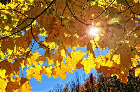 Autumn Leaves Against A Sunny Blue Sky Photograph By Brian Mollenkopf