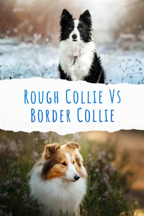 Rough Collie Vs Border Collie How To Choose Between Them