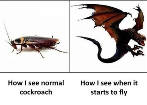 Flying Cockroach Lvl 9000 Rmemes