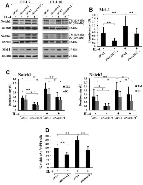 Combined Notch Silencing Prevents The Increase In Mcl Levels And