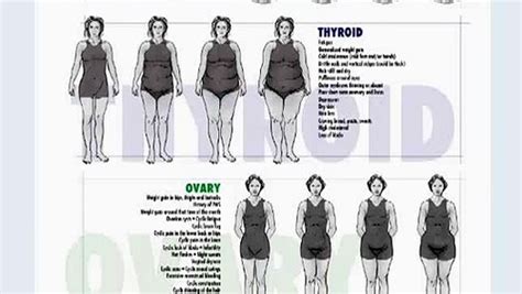 The Body Type Stages I Adrenal Thyroid Ovary And Thyroid I Take The Quiz And Find Your Body