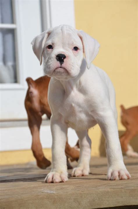 So you can have a black and white boxer puppy that has 30+ percent white patches and this puppy will still be considered a white boxer dog. my misty morning | Boxer dogs, Boxer puppies, Cute dogs
