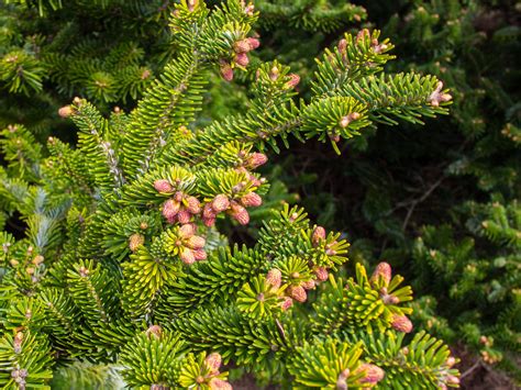 12 Easy To Grow Species Of Fir Trees