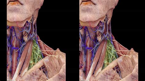 Head And Neck Anatomy For Neurosurgeons 3d Tv Youtube