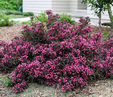 Flowering Plants Garden Shrubs Plants Shrubs