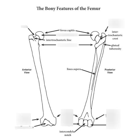 Femur Anatomy Quiz