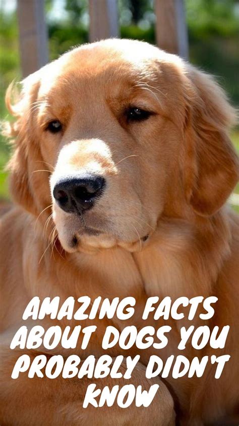 10 Amazing Facts About Dogs You Probably Didnt Know Dog Facts Fun