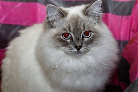Ragamuffin Cat 5 Amazing Facts About This Furry Cat
