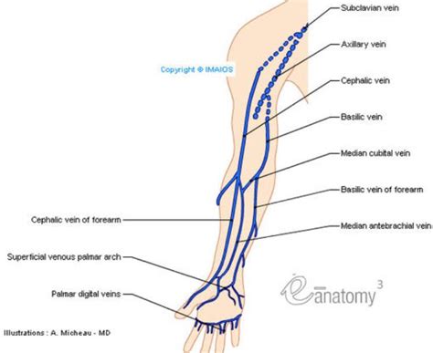 Superficial Veins Upper Limb Céphalic Basilic Anatomy Diagram Enupper