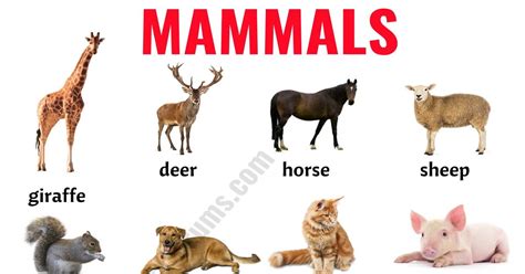 Mammals Animals List