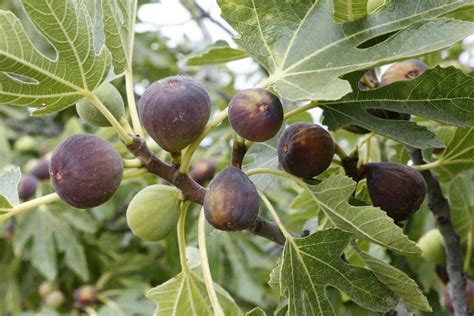 All About The Osborne Prolific Fig Minneopa Orchards