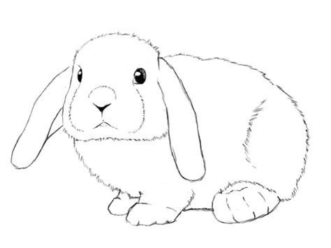 How To Draw A Rabbit Bunny Easily Tutorials For Beginners