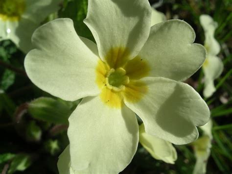 Primrose Primula Vulgaris Species Information Page Also Known As