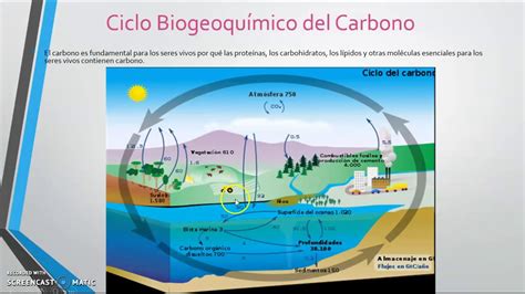 Ciclo Biogeoquimico Del Carbono Ebook