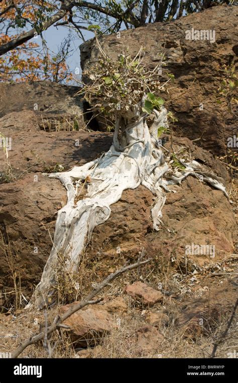 Africa Tree Root Hi Res Stock Photography And Images Alamy