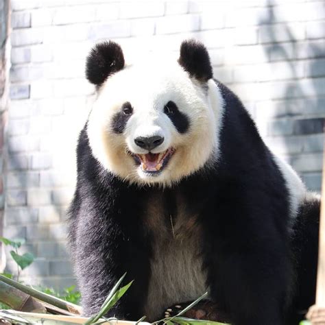 Panda Smile Panda Bear Panda Pet Mom