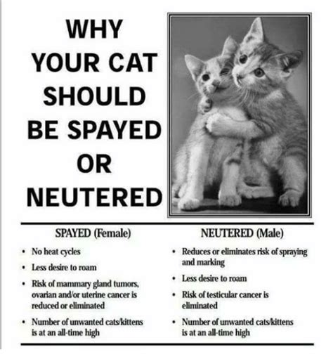 Spaying or neutering your cat prevents unwanted births, which helps reduce overpopulation in shelters. 25+ Best Memes About Uterine Cancer | Uterine Cancer Memes