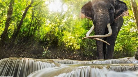 Animals Elephants Waterfall Wallpapers Hd Desktop And Mobile Backgrounds