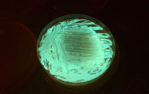 Bioluminescent Bacterial Lightbulb Water Pollution Tester 11 Steps