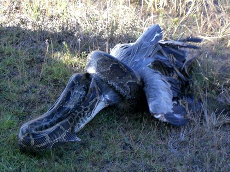 Smithsonian Insider Invasive Burmese Pythons Are Taking A Toll On
