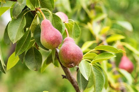 Fruit Trees Home Gardening Apple Cherry Pear Plum