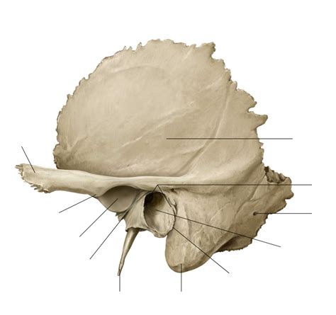 Wykres Left Temporal Bone Lateral View Anatomy Quizlet