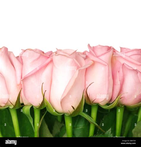 Beautiful Roses Border Stock Photo Alamy