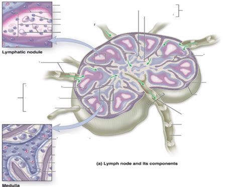 Lymph Node Anatomy Detailed Quiz