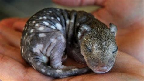 A Baby Spottedtiger Quoll Quolls Are Marsupials Native To Tasmania