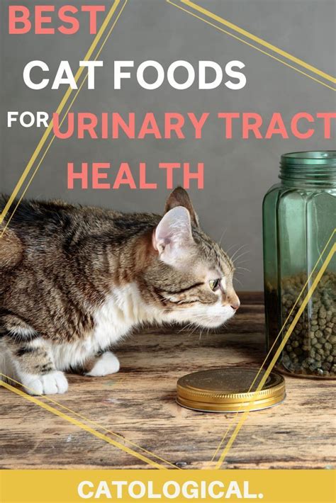 Purina pro plan urinary tract health formulas are formulated to be fed exclusively and should not be mixed with any other type or brand of cat food. Best Cat Food for Urinary Tract Issues (with Reviews ...