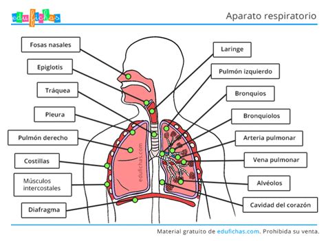 Las Partes Del Sistema Respiratorio