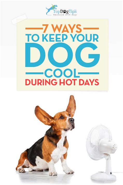 7 Ways to Keep Your Dog Cool in Summer - Top Dog Tips