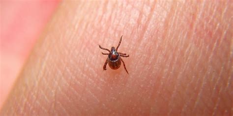Types Of Ticks That Carry Lyme Disease Blog Everlywell Home Health