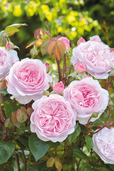 What flowers go with roses in a garden. Olivia Rose Austin, What Makes This Rose So Spectacular ...
