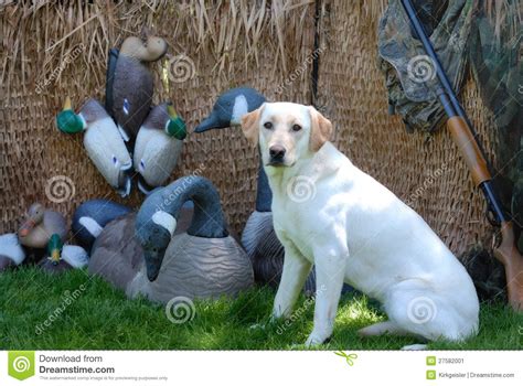 Hunting Yellow Labrador Dog Stock Image Image Of Goose