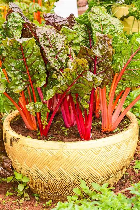 How To Grow Swiss Chard In Containers Luxe Abode