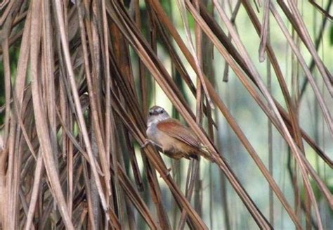 Maybe you would like to learn more about one of these? Tepus Pipi Perak (Stachyris melanothoraz) | Suara Burung Kicau