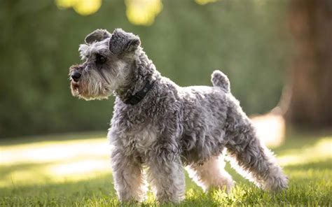 The 10 Best Dog Breeds For Allergy Sufferers A Guide To