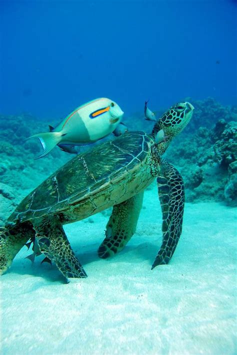 Wildlifeearth Ocean Creatures Turtle Ocean Life