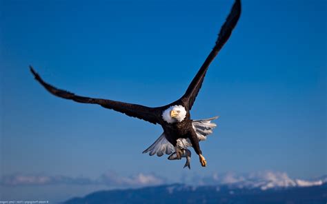 Nature Landscape Animals Birds Eagle Wildlife Bald Eagle Wallpaper