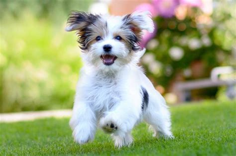 Adorable Puppy Pictures That Will Make You Melt Readers Digest