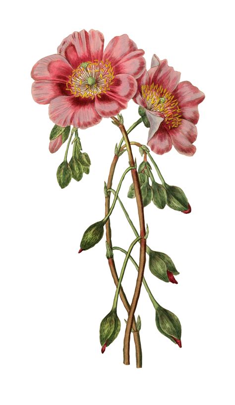 Blume Clipart Vintage Malerei Kostenloses Stock Bild Public Domain